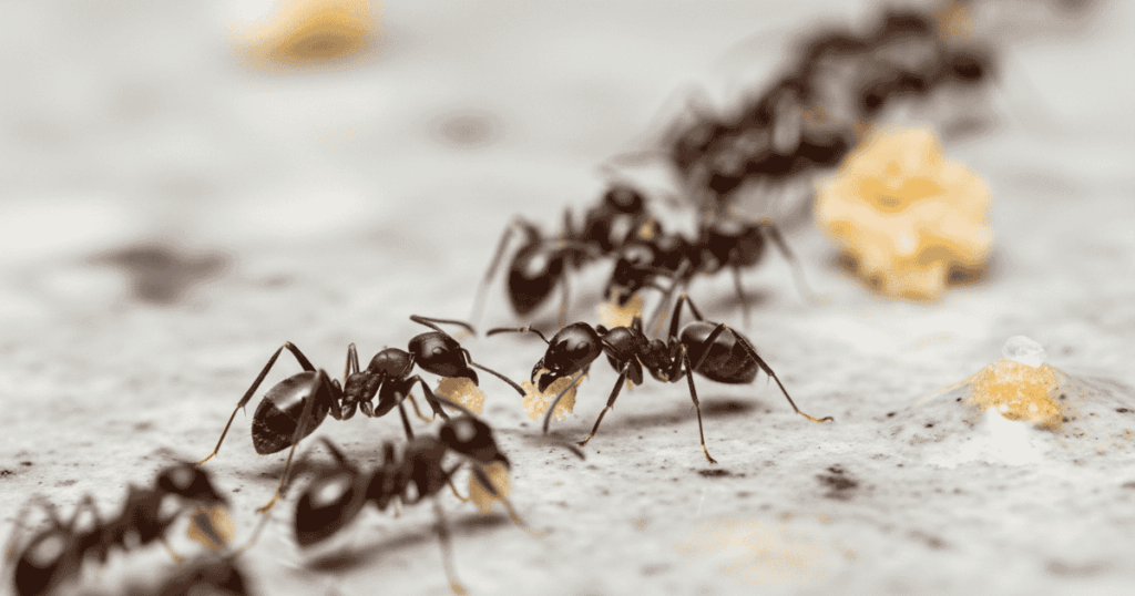 Common food-invading Ants