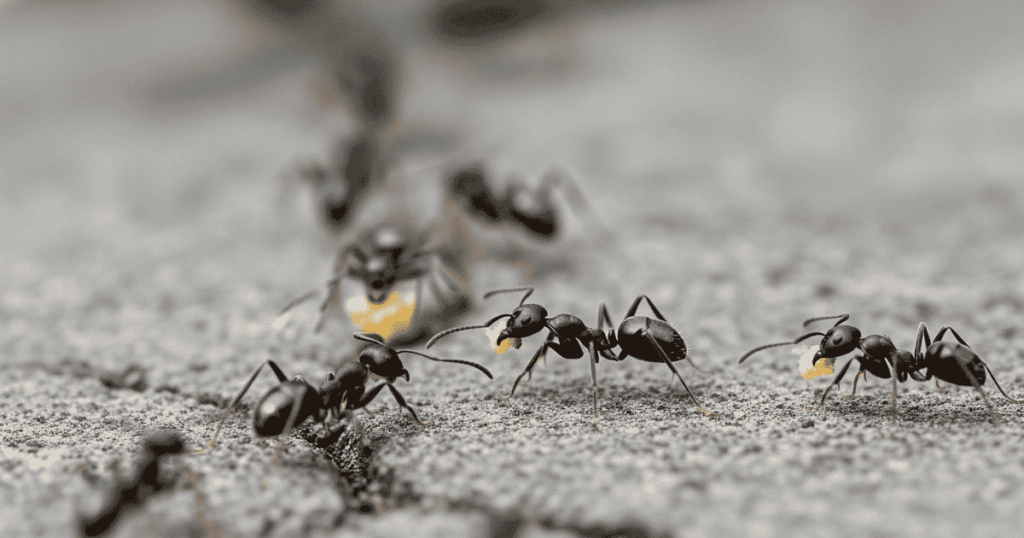 Get Rid of Little Black Ants