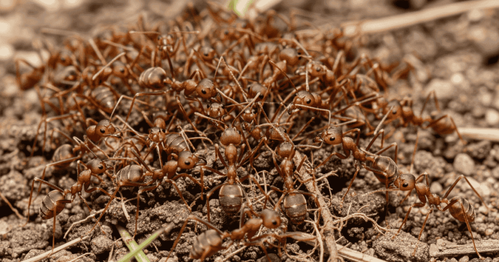 Fire Ant Infestation