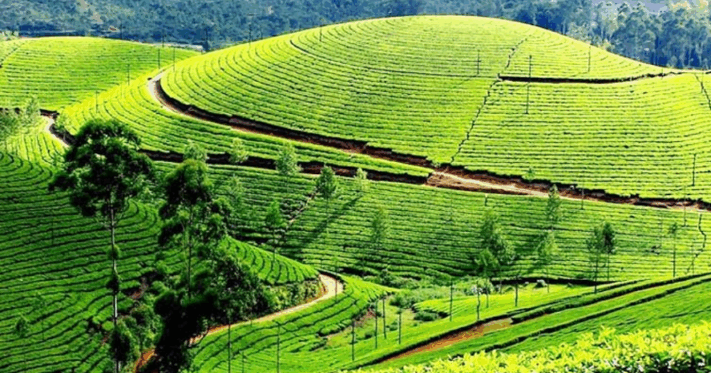 Munnar: Kerala’s Hill Station Beauty