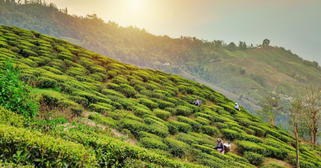 Darjeeling, West Bengal: