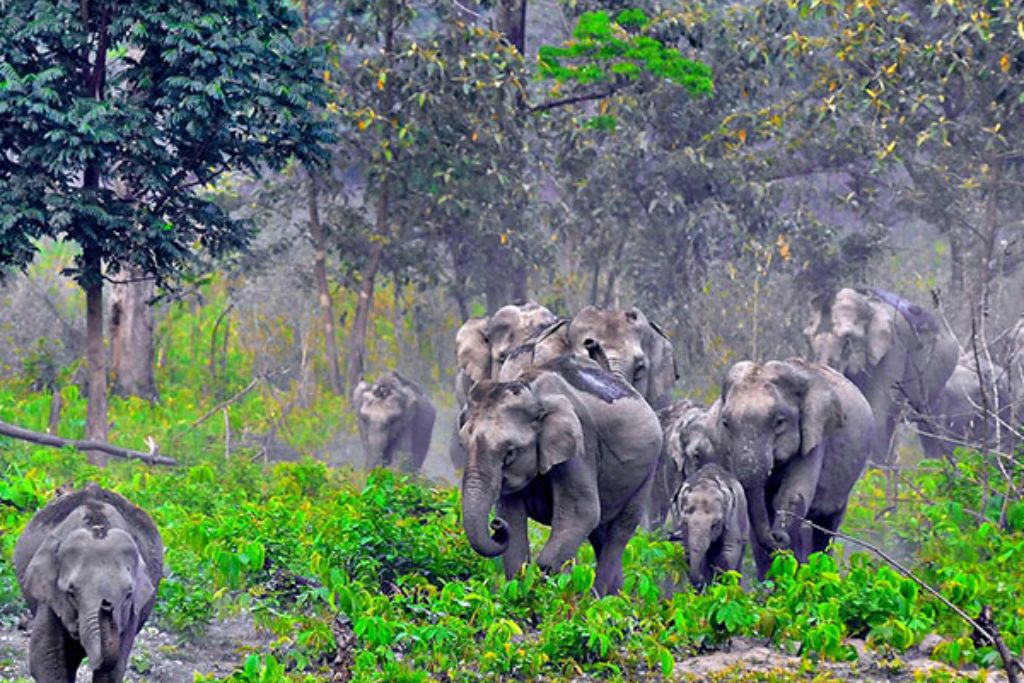 Chirang Reserve Forest