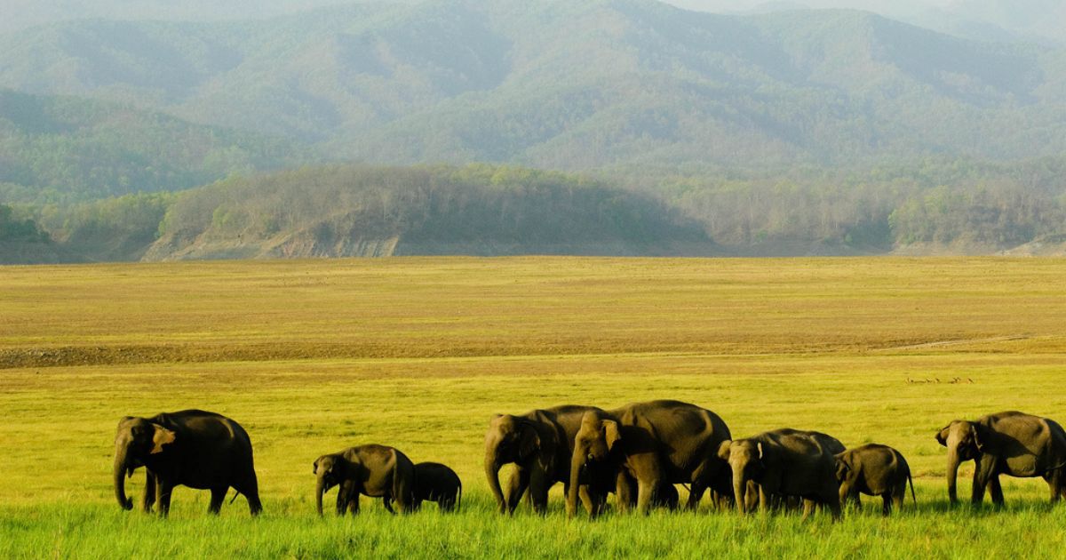 best-time-to-visit-corbett-national-park-complete-safari-guide