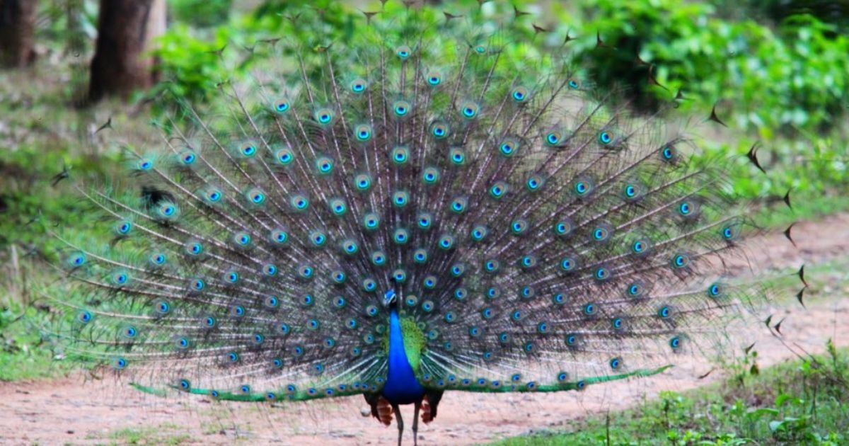 Morachi Chincholi Best Time to Visit Peacock Village Guide