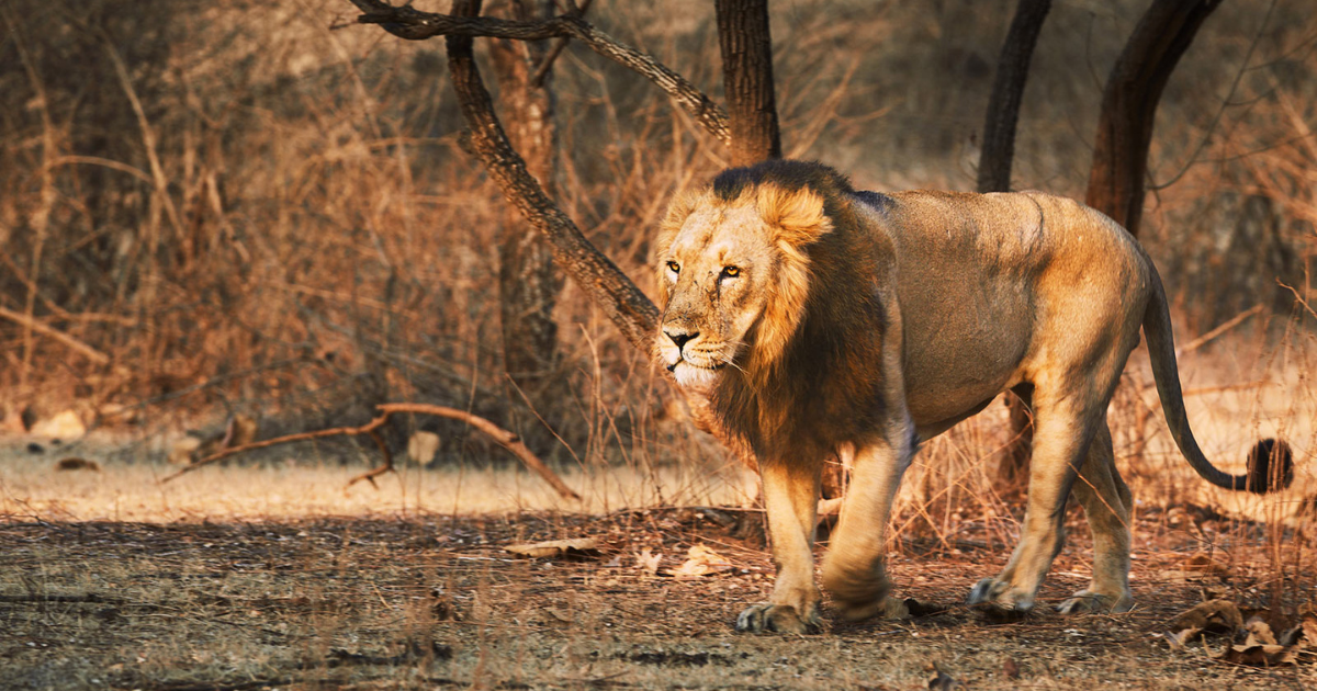 Best Time to Visit Gir National Park Safari Guide