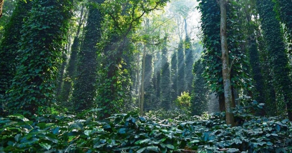 Ananthagiri Coffee Plantations