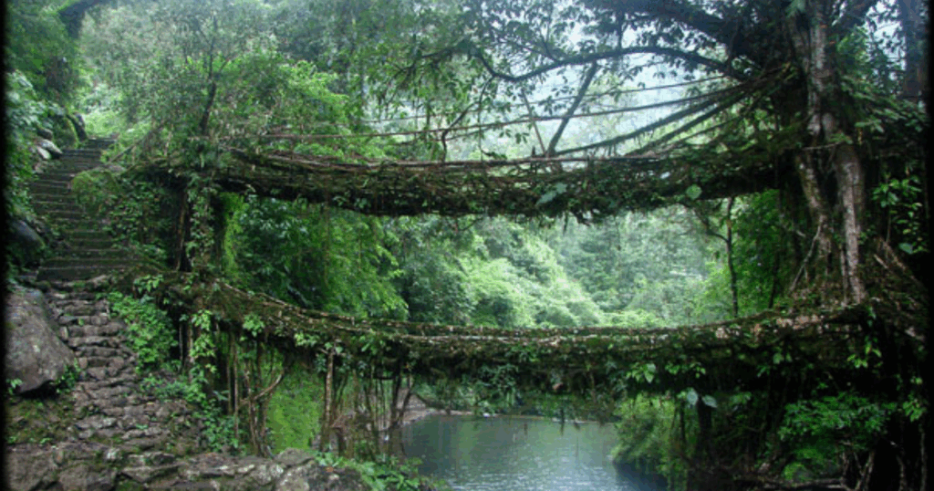 The Living Root Bridges, Meghalaya
