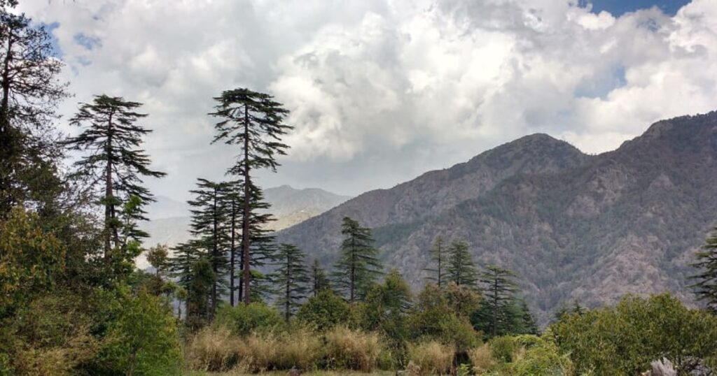 Dhanaulti Forest Trails