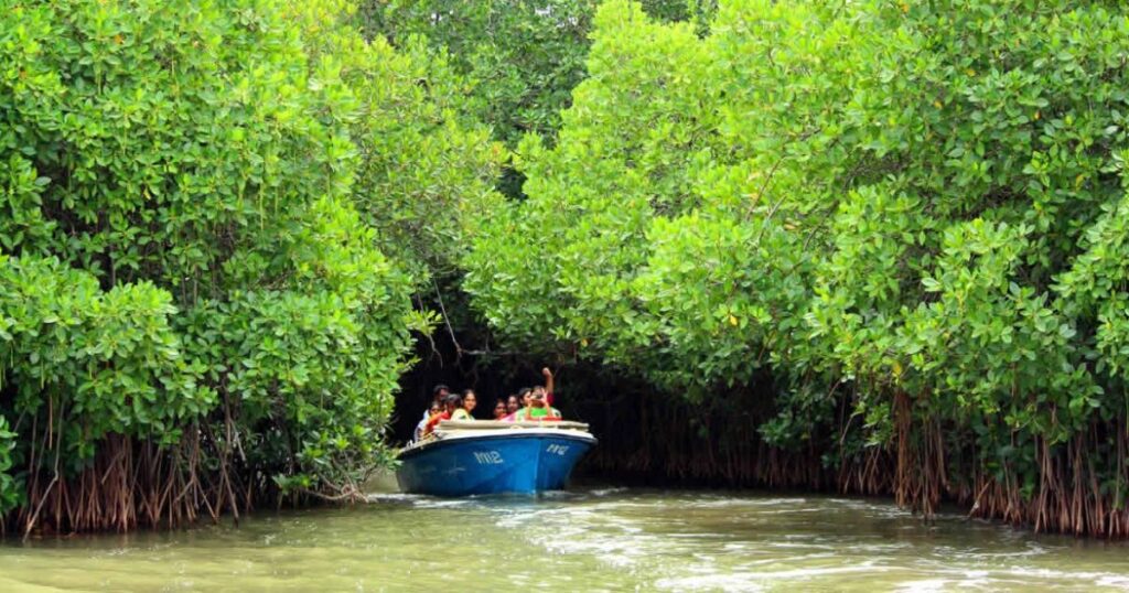 Pichavaram Mangrove Forests