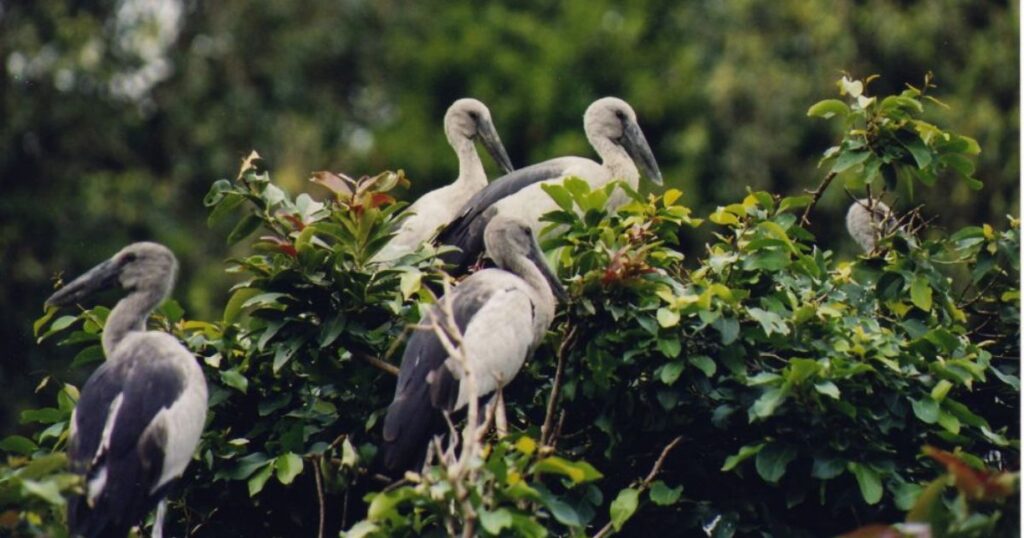 Mangalavanam Bird Sanctuary – The Green Heart