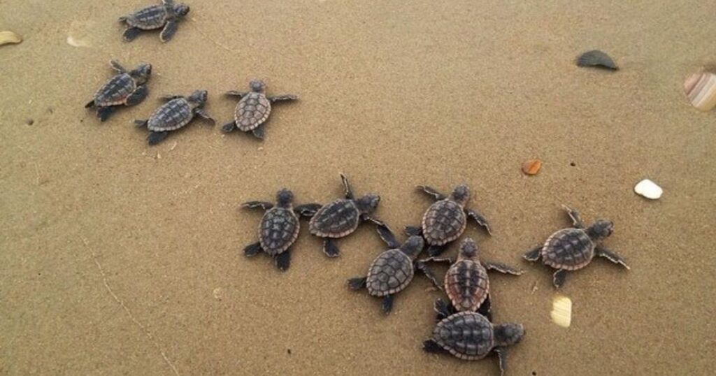 Velas Village - Turtle Nesting & Rural Life