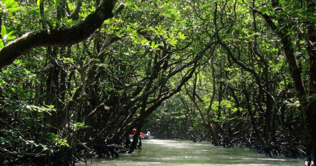 Jaigad Creek Mangroves - Unexplored Natural Sanctuary