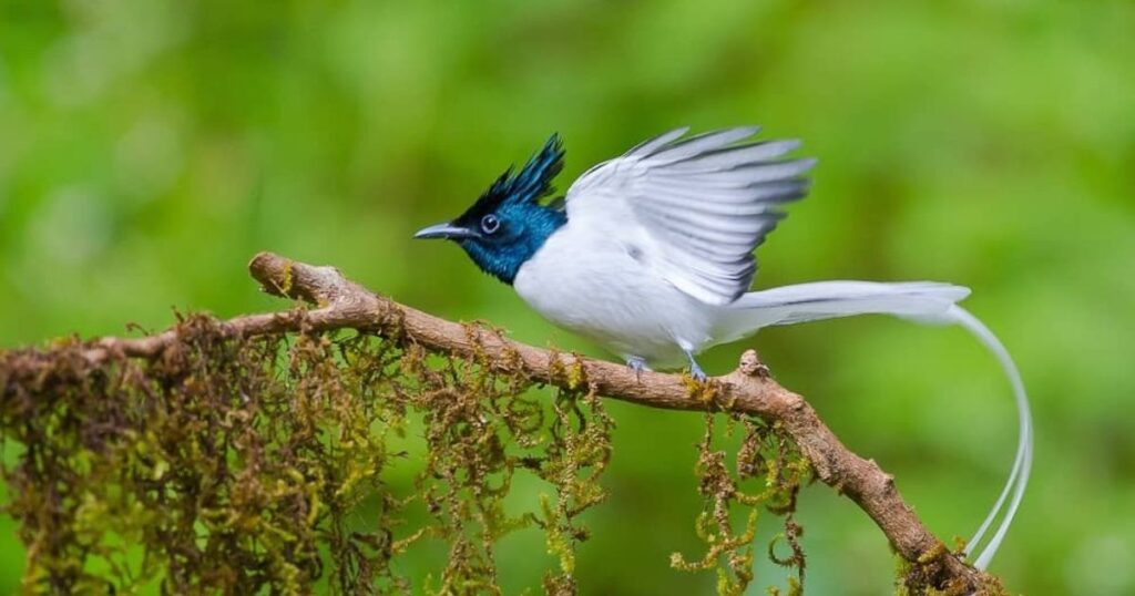 Pangot & Kilbury Bird Sanctuary: Himalayan Wilderness