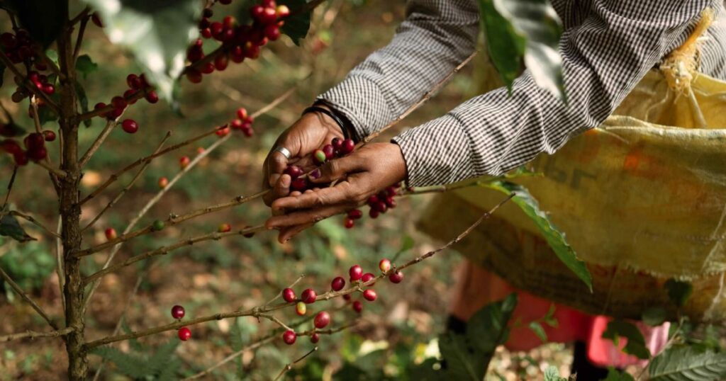 Eco-friendly Coffee Retreats - Offbeat Stays You’ll Remember