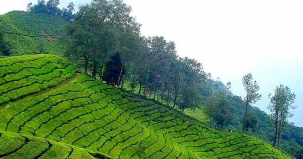 Chithirapuram - Serene Village Amidst Tea and Spice