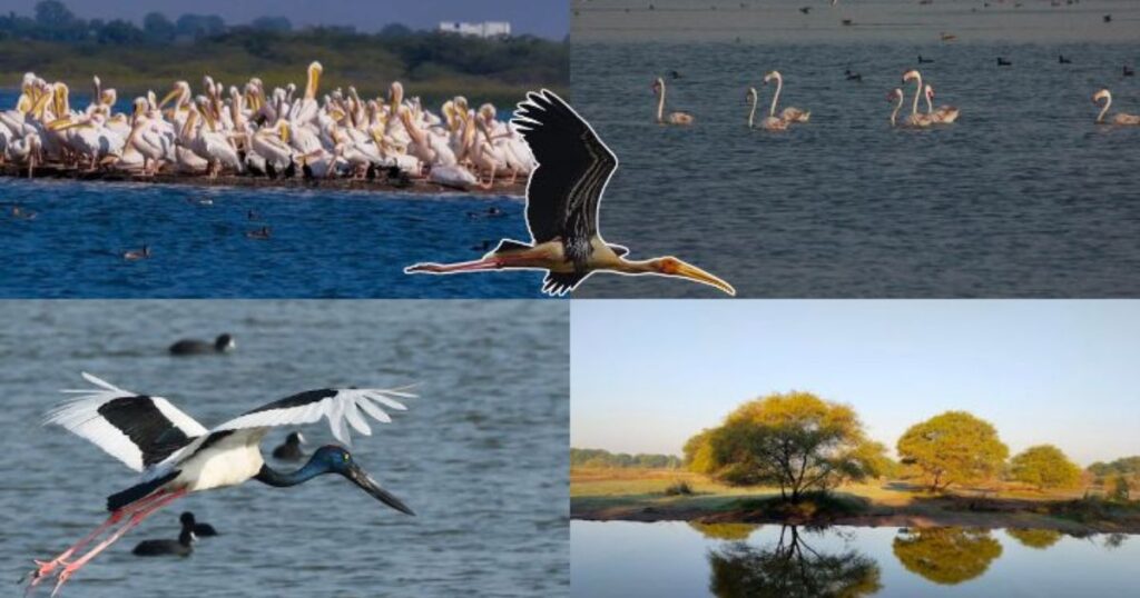 Khijadiya Bird Sanctuary - Wildlife Hidden Gem