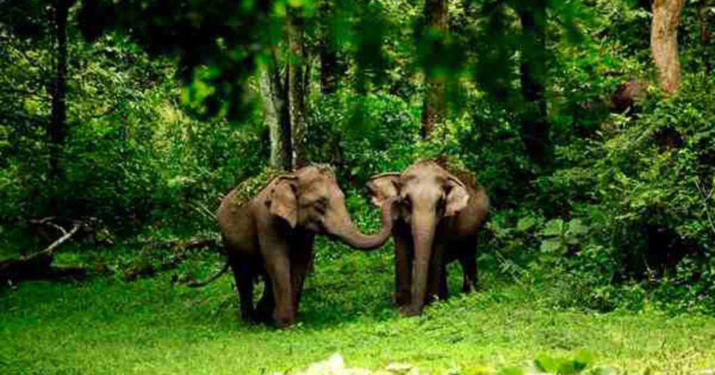 Tholpetty Wildlife Sanctuary - Untamed Wilderness