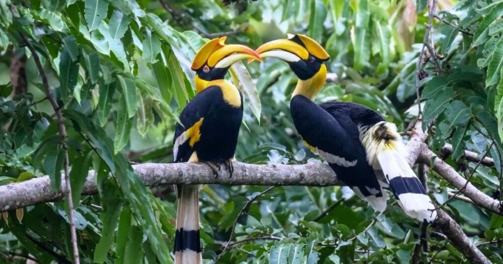 Pakshipathalam Bird Sanctuary - Hidden Aviary Paradise