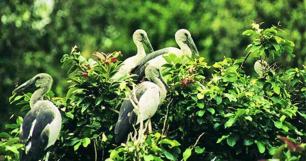 Pakshipathalam Bird Sanctuary - Avian Paradise