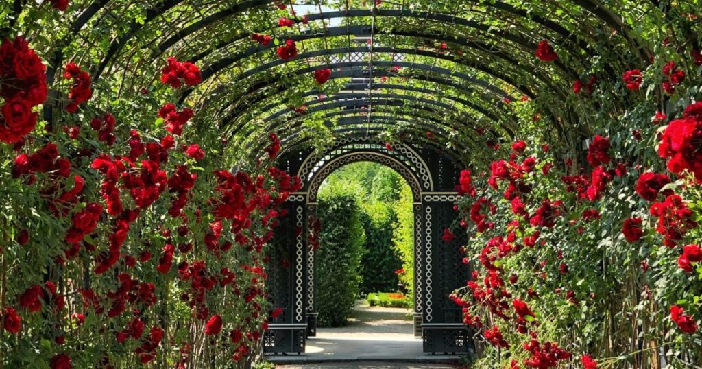 Rose Garden - Nighttime Floral Beauty