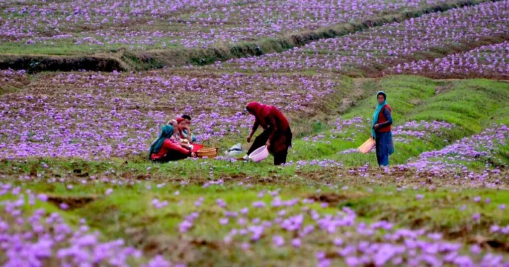 Saffron Garden, Pampore - Haunted by the Past