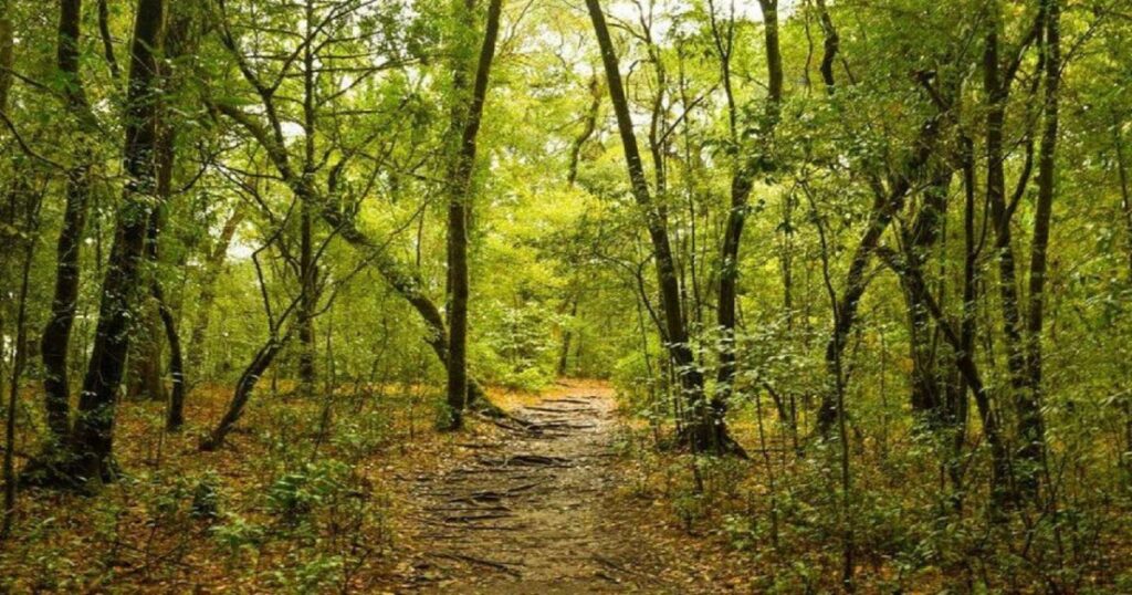 Mawphlang Sacred Forest Trek - Spiritual Greenheart