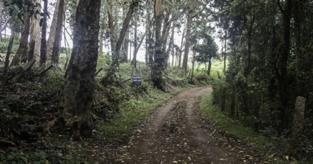 Longwood Shola Reserve Forest - Offbeat Nature Trail