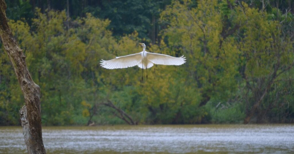 Mandagadde Bird Sanctuary