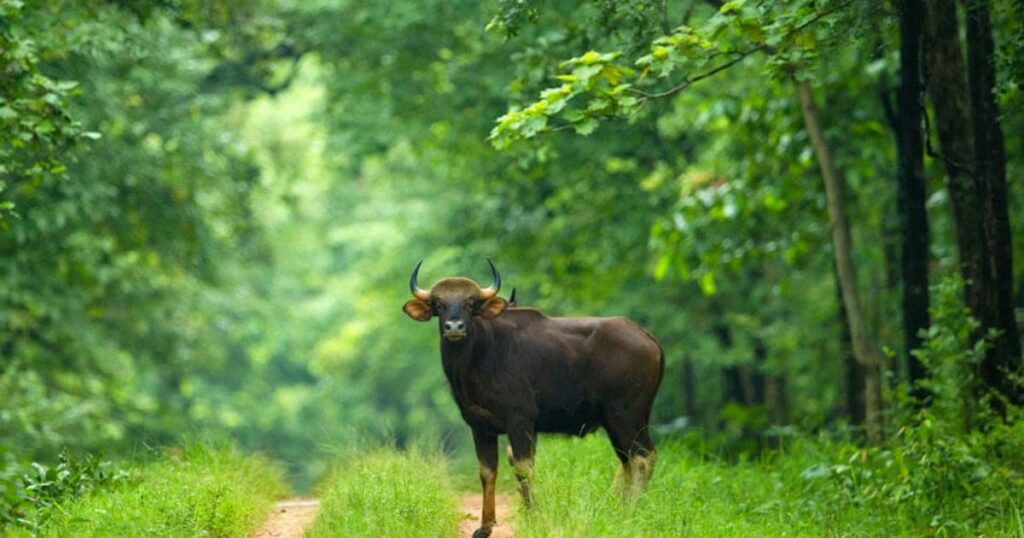 Barnawapara Wildlife Sanctuary