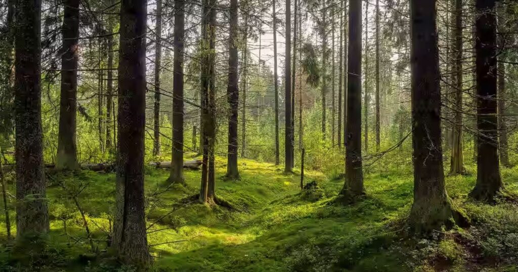Miran Sahib Forests