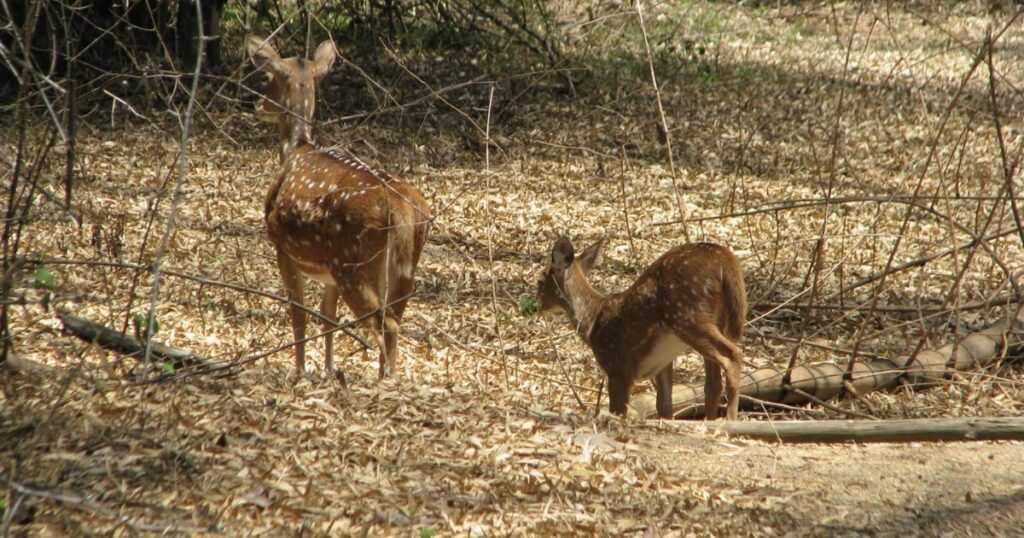 Ramapura Wildlife Sanctuary