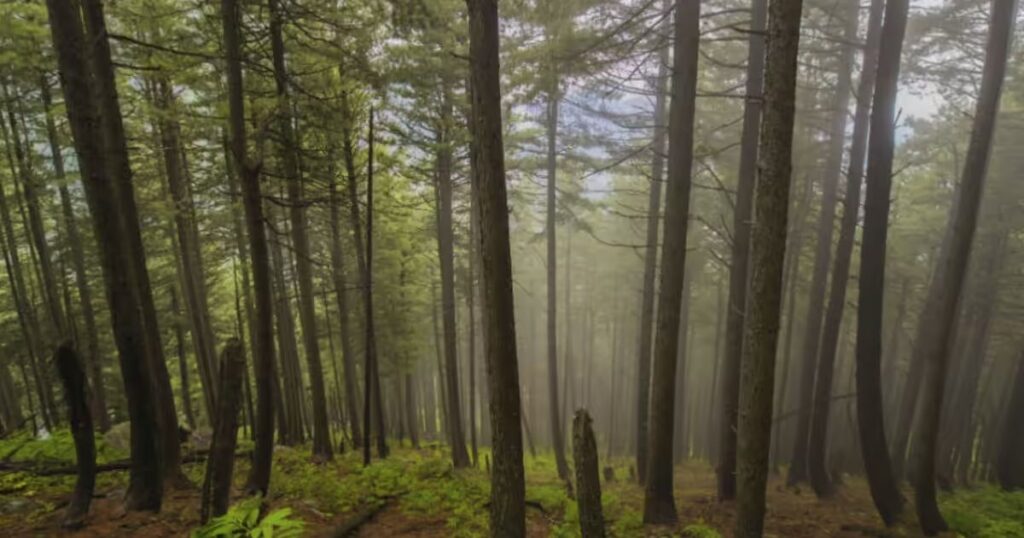 Daringbadi