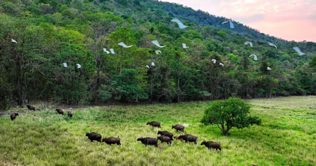 Debrigarh Wildlife Sanctuary