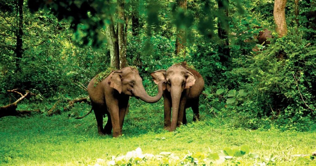 Wayanad Wildlife Sanctuary