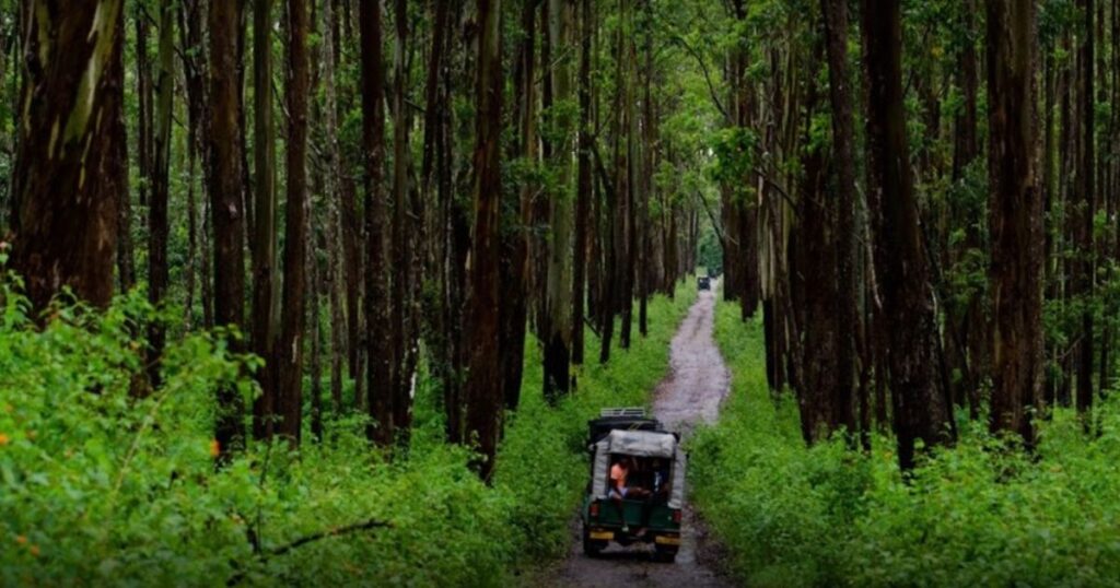 Muthanga Wildlife Sanctuary