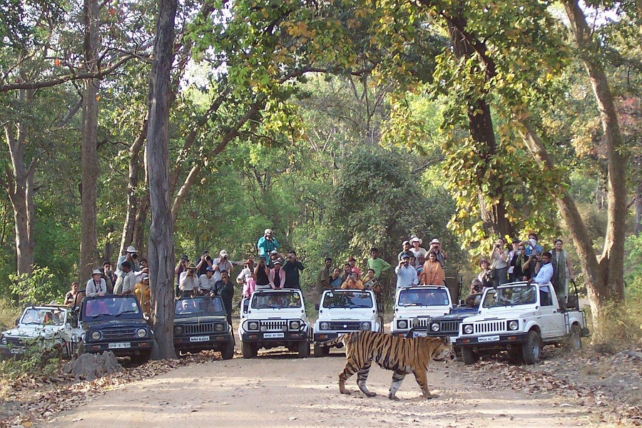 How to Reach Bandhavgarh National Park