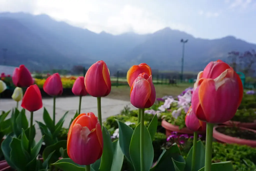 Best Time to Visit Kashmir Tulip Garden