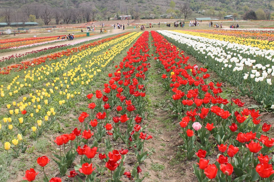 Things to Do at Kashmir Tulip Garden