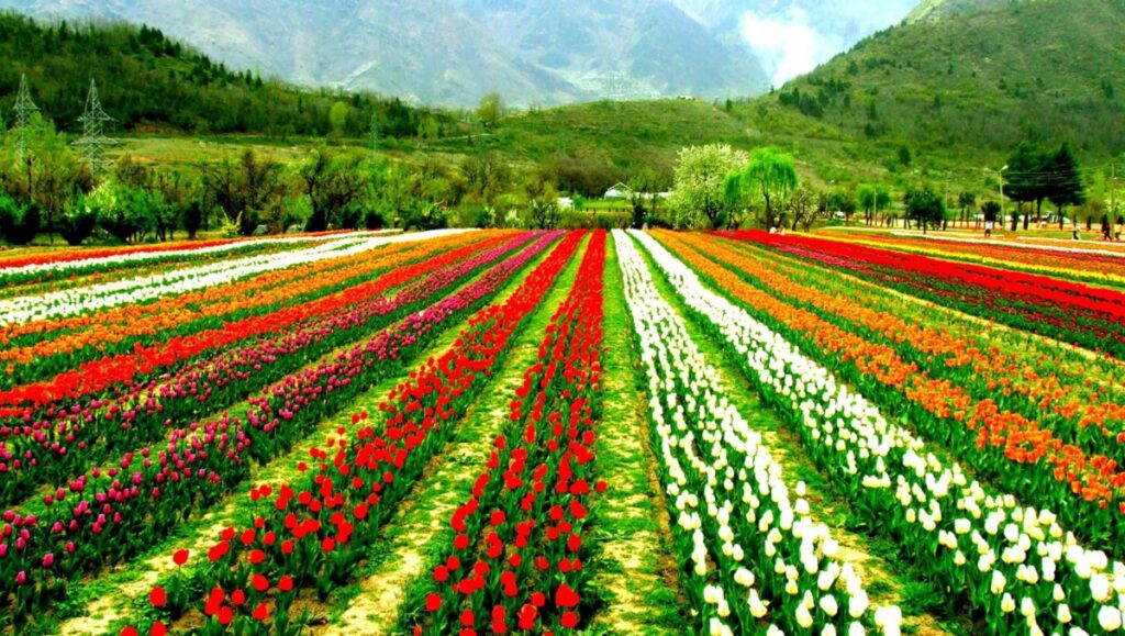 Practical Tips for Visiting Kashmir Tulip Garden