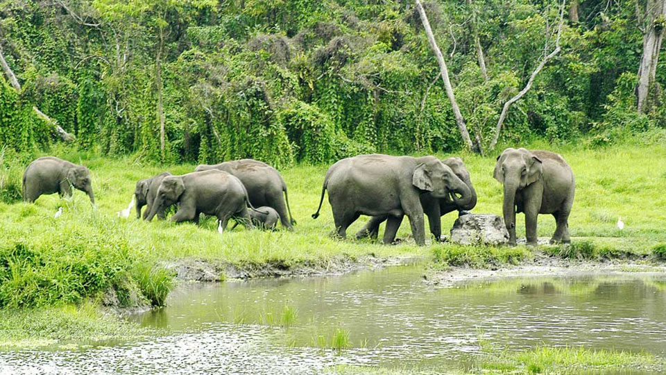 Best Time to Visit Dooars by Season