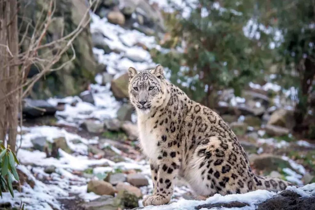 Wildlife Safari in Himachal Pradesh