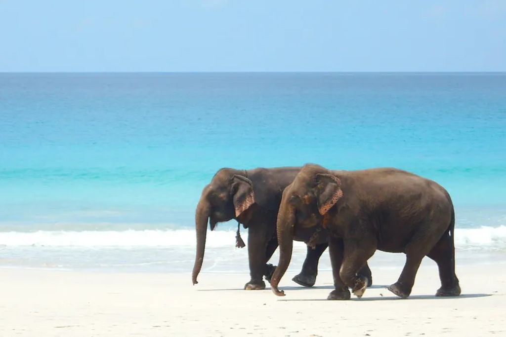 Havelock Island's Elephanta Beach