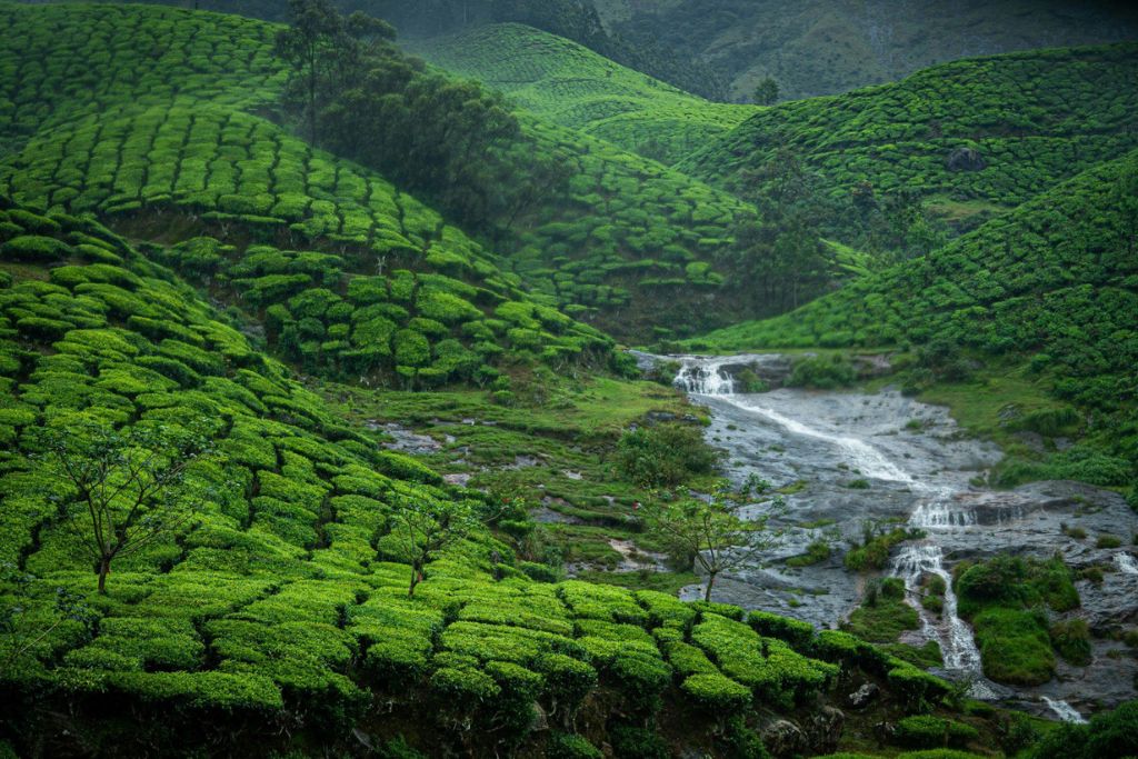 Munnar, Kerala