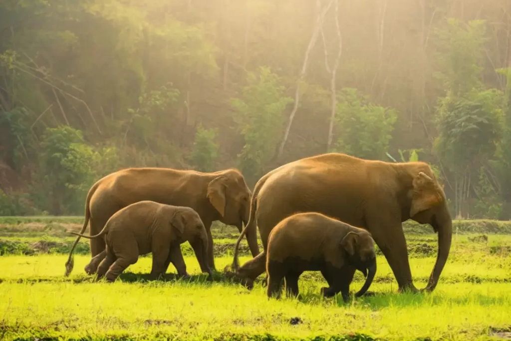 Periyar Wildlife Sanctuary