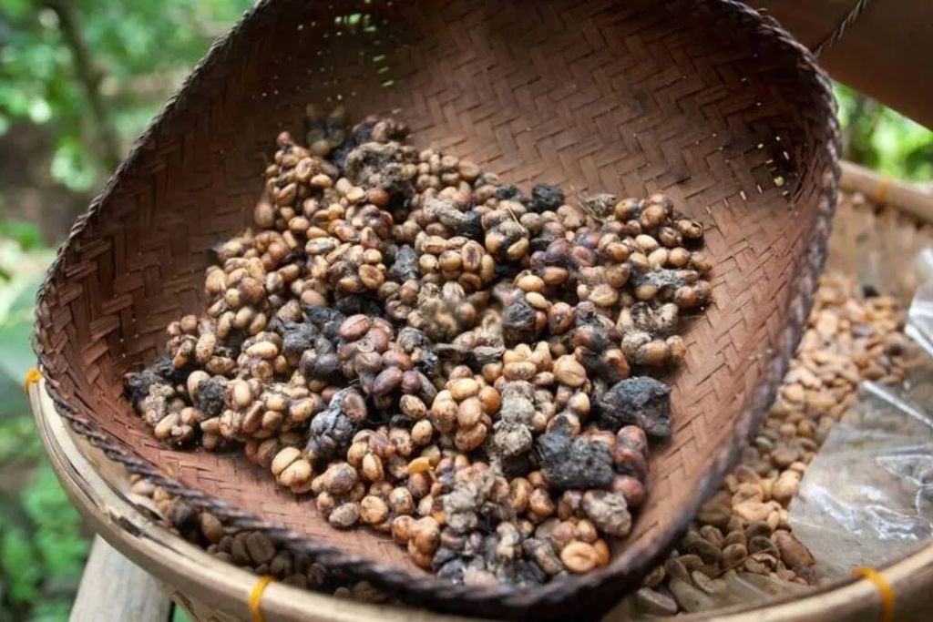 Luwak Coffee