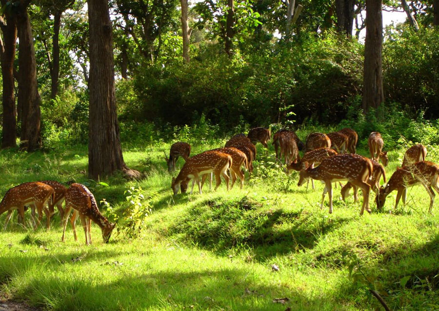 Barnawapara Wildlife Sanctuary