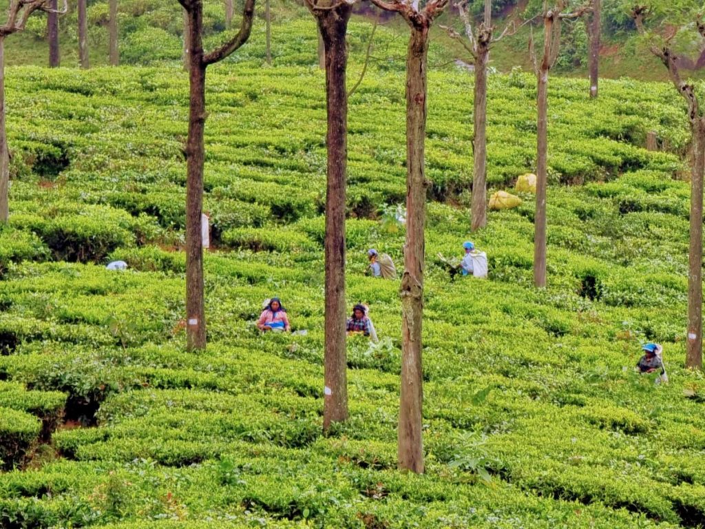 Coonoor