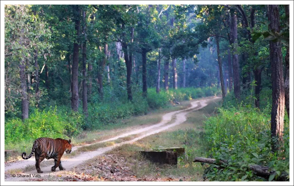 Kanha National Park
