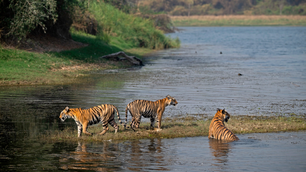 Tadoba Tiger Reserve