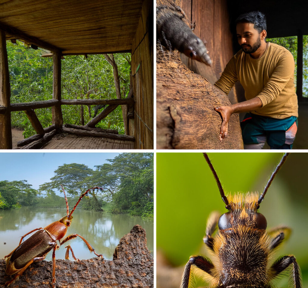 Wood Borer Pest Control Services in Mumbai